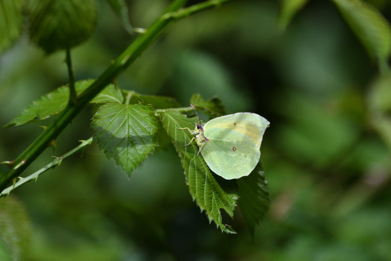 Clouded Yellow